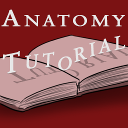 Anatomy Tutorial - 2- Hour Session